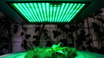 Досвечивание растения зеленым спектром