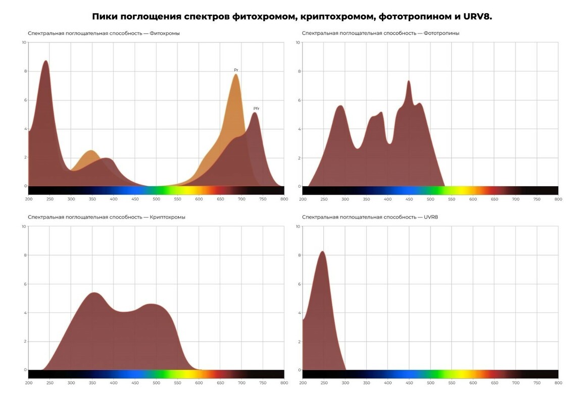 Пики поглощения спектров фитохромом  криптохромом  фототропином и URV8 - на сайт