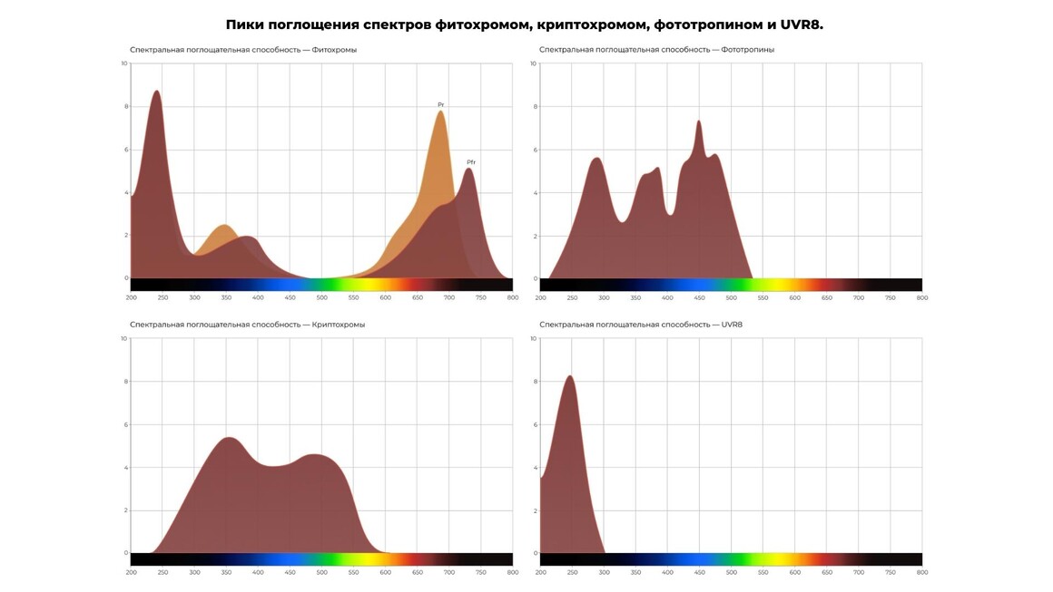 Пики поглощения спектров фитохромом  криптохромом  фототропином и UVR8 
