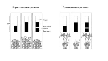 Времена года — Википедия